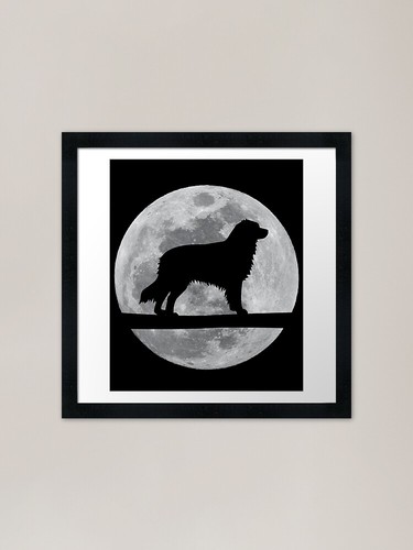 Australian shepherd dog - shepherd, night