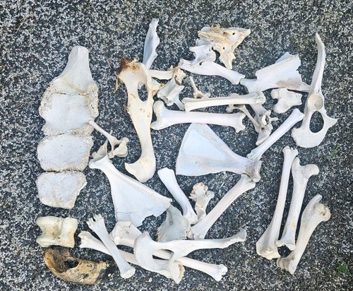 Sheep bones taxidermy art - ,
