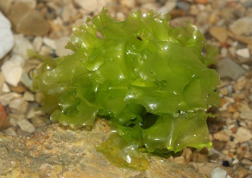 Large portion - (sea, lettuce)