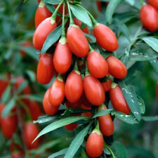 30 Sweet Cherry Goji Berry Seeds Exotic Tropical Fruit Tree UK Wolfsberry Bush
