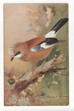 Birds - The Jay - old artistic