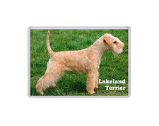 Lakeland Terrier - Dog Large