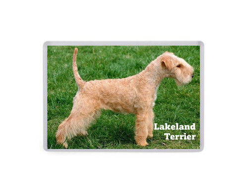 Lakeland terrier dog jumbo - terrier,