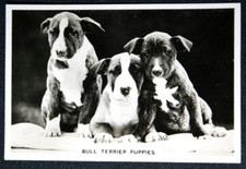 BULL TERRIER PUPPIES   Vintage 1939 Photo Card  JE16MS