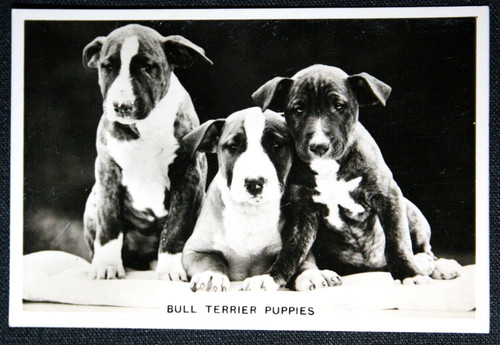 Bull terrier puppies vintage - terrier,