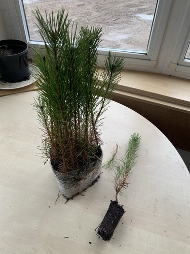 Scot pine pinus - 15, (pinus