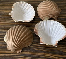 Scallop shells curved gold - shells,