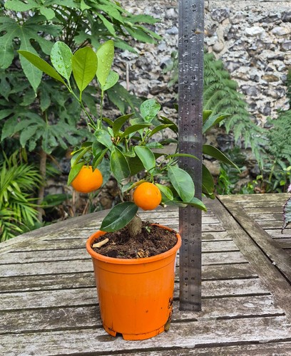 Citrus calamondin 12cm - 12cm, pot