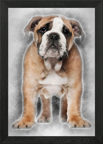 English bulldog puppy an - english, 2