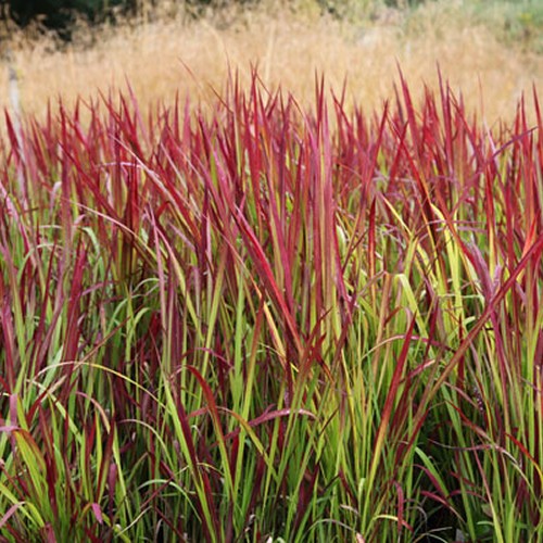 Imperata red baron - imperata, grass