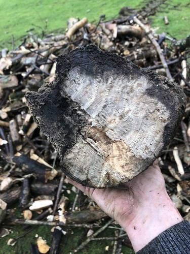 Logs fire wood - fire, branch