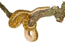 5KG Of Cork Bark Branches 60cm In Length