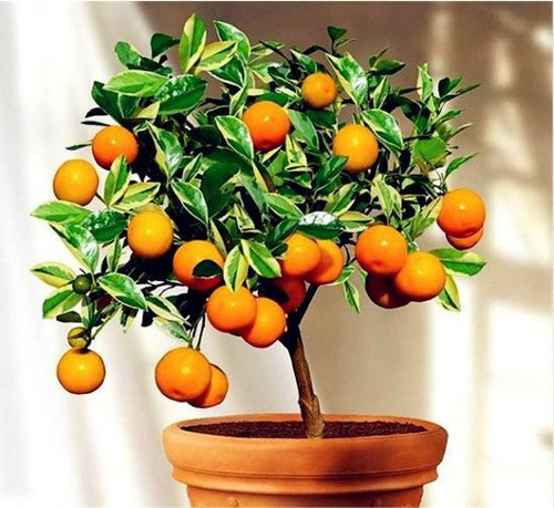 Juicy sweet mandarin orange - juicy,