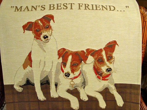 Jack russell terrier dog - russell,