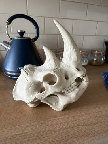 Rhino replica skull animal - rhino,