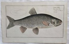 Cyprinus Jeses. The Chub. Marcus Bloch. 1796.