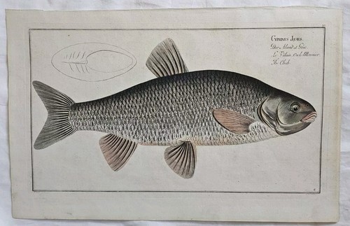 Cyprinus jeses the - jeses., chub