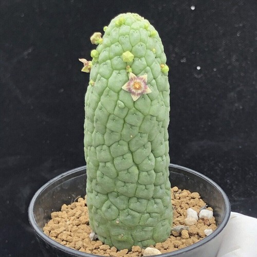6cm succulent cactus plant - succulent,