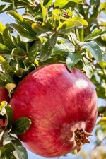 Pomegranate Live Tree in a