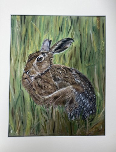 Hare field grass - hare, of