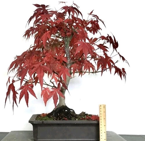 Outdoor acer palmatum - acer,