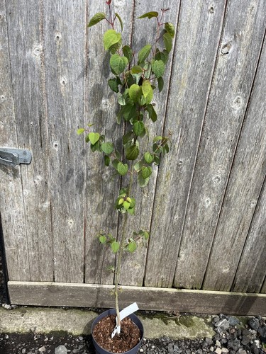 Katsura tree 100 120cm - katsura, tall