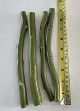 4 X Twisted Corkscrew Willow Cuttings / Sticks Approx 20cm Long