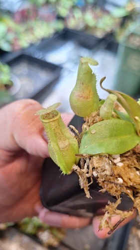 Nepenthes suratensis x - (suratensis,