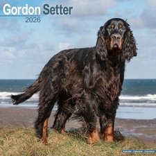 Gordon Setter 2026 Calendar