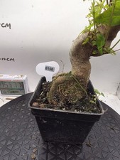 Maple bonsai 