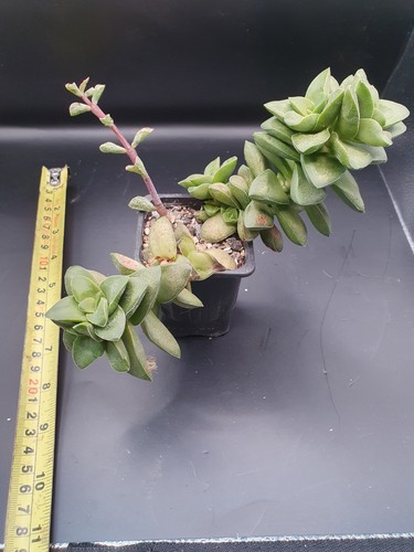 Crassula species - crassula,