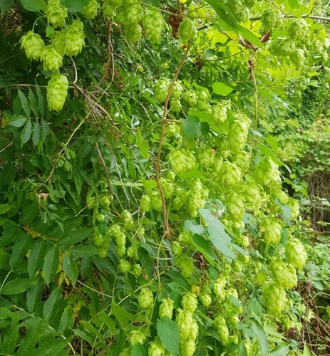 50g fresh golden - 50g, hops