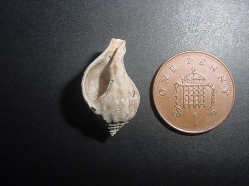 Rare bartonian eocene - rare,