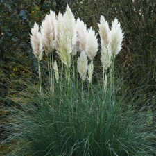 PAMPAS GRASS CORTADERIA WHITE