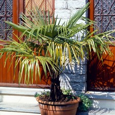 Trachycarpus fortunei chusan - trachycarpus,