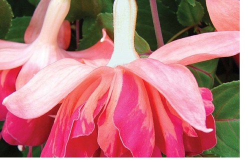 Fuchsia double plug - ,