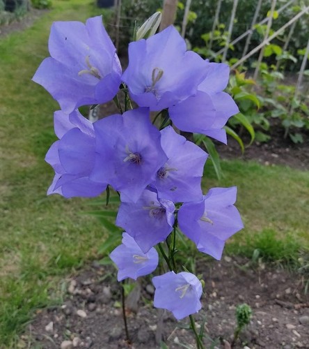 Metchar 1x campanula - 1x,