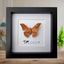 Framed scarlet windowed moth