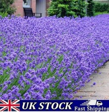 English Lavender Seeds