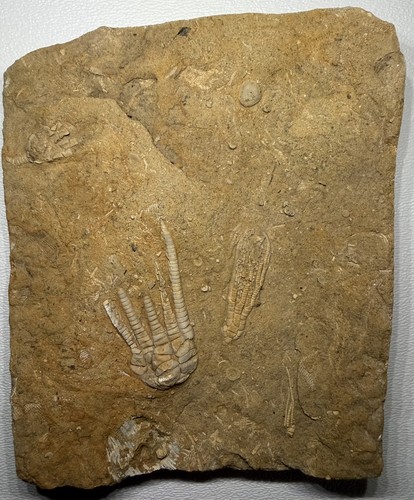 Triple crinoid calyx plate - triple,