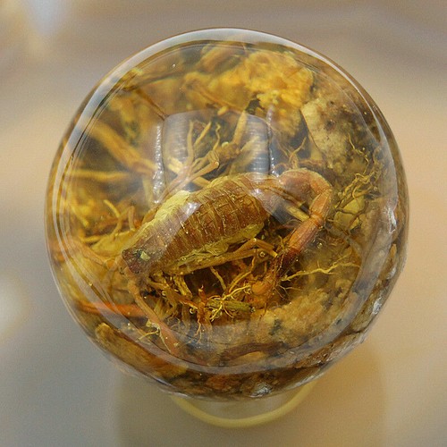 Real golden scorpion amber - golden,