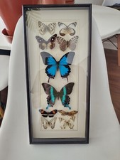 10 mounted tropical butterflies in a display case, very good condition