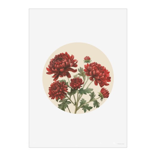 Chrysanthemum flowers wall - 'chrysanthemum,