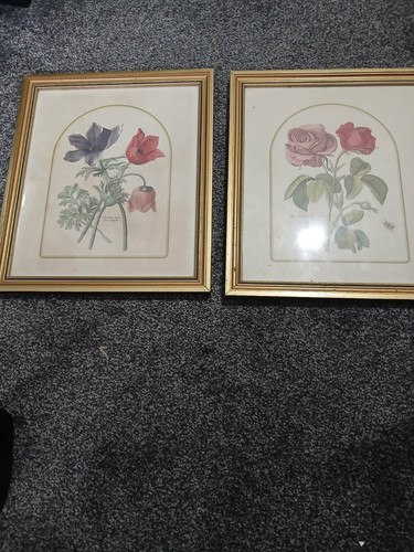 Vintage botanical print a - botanical, of