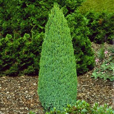 Juniperus communis Compressa |