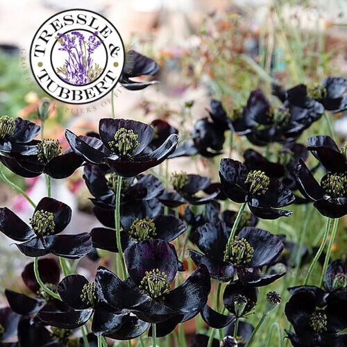 Black poppy seeds papaver - black,