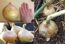 Ailsa Craig Giant Onion | 200+ seeds | Prizewinner | Same Day Dispatch