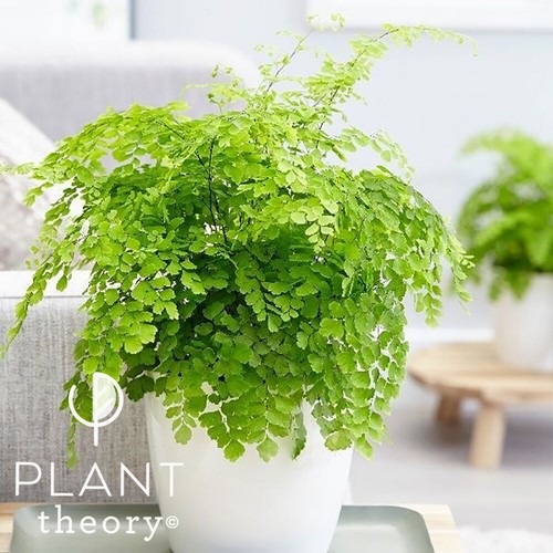 30cm adiantum raddianum - adiantum,