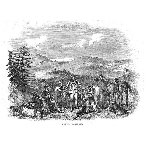 Hunting grouse shooting - shooting, scene