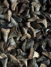 Lot of 25 fossilized 1/8 - 1/4
